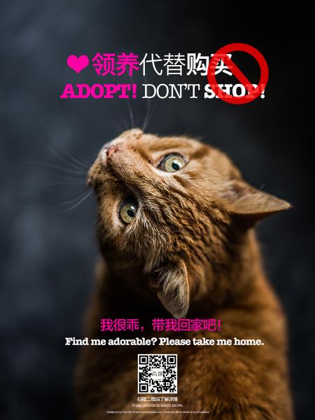 adoption-poster-cat-s.jpg